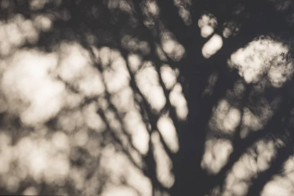 Árbol Ramas sombra en la pared Naturaleza Abstracto Desenfoque fondo — Foto de Stock