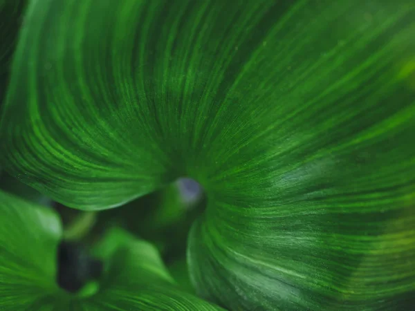 Подробнее о текстуре зеленого листа — стоковое фото