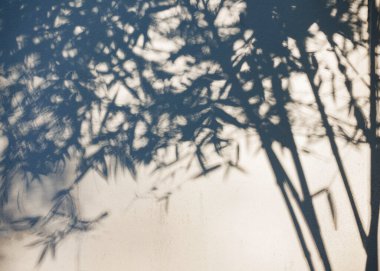 Ağaç beyaz duvarda gölge bırakır. Doğa soyut arkaplan