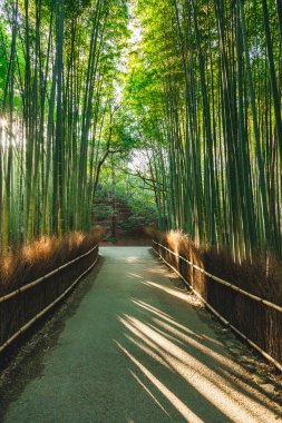 Arashiyama Bambu Ormanı Kyoto Japonya 'da güneş ışığı alan ünlü bir yerdir.