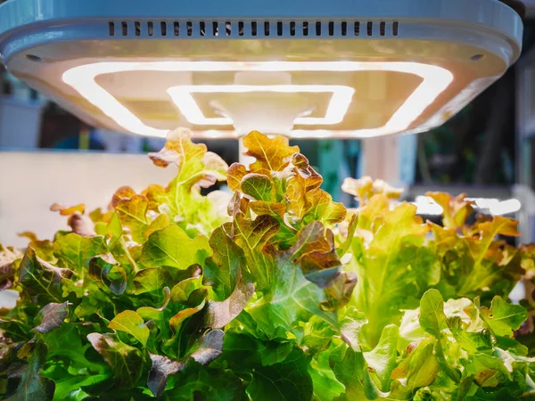 Serra Fila Piante Crescere Con Luce Led Indoor Farm Agricoltura Immagini Stock Royalty Free