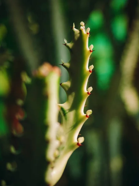 Plantes Succulentes Gros Plan Cactus Vert Avec Jardin Extérieur Ensoleillé — Photo