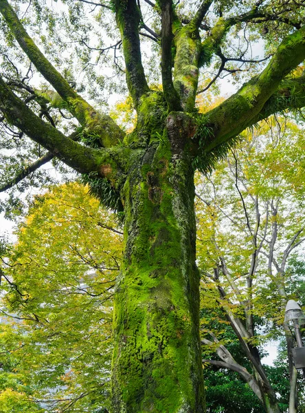 Зеленый Мох Личен Коре Дерева Большое Дерево Лесу — стоковое фото