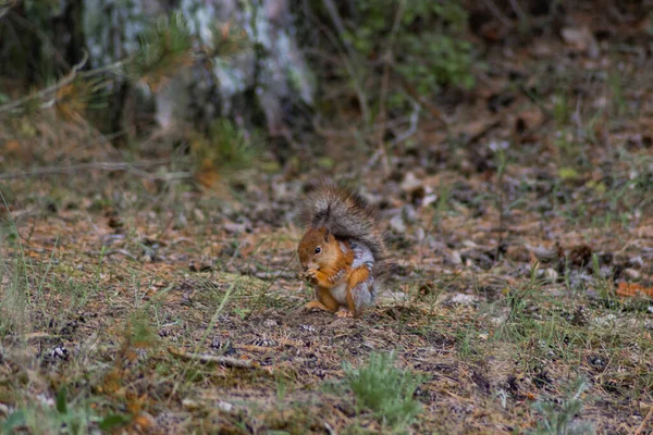 Eichhörnchen Frisst Nüsse Wald — Stockfoto