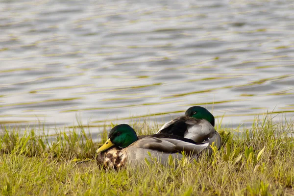 Deux Canards Dans Étang — Photo