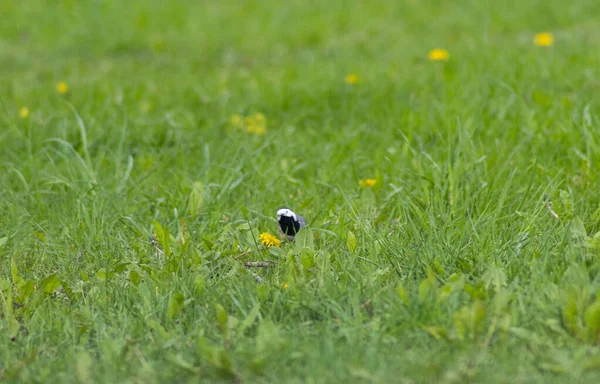 Bird Grass — Stock Photo, Image