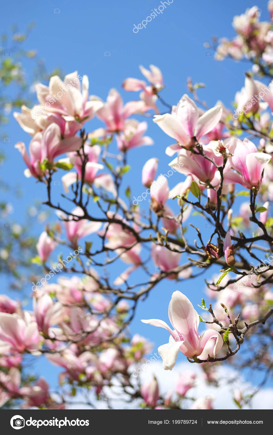Arbre Magnolia Avec Des Bourgeons Des Fleurs Blanches Roses