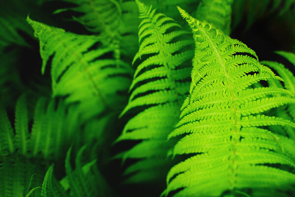 Beautiful fresh green ferns leaves as background in sunlight.