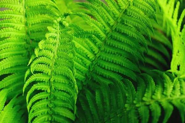 Lindas Folhas Samambaias Verdes Frescas Como Fundo Luz Solar — Fotografia de Stock