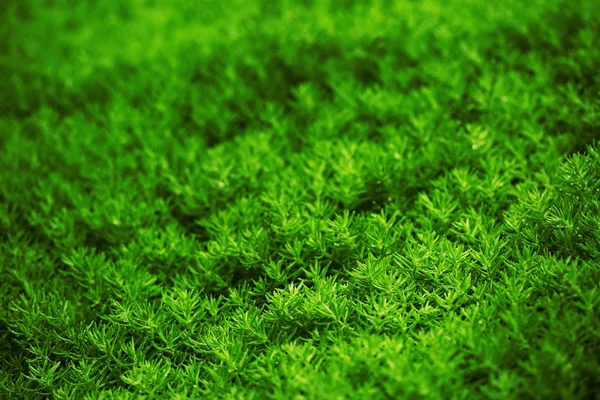 小さな多肉植物で作られた完璧なグリーン新鮮なパターン 背景として使用することができます — ストック写真