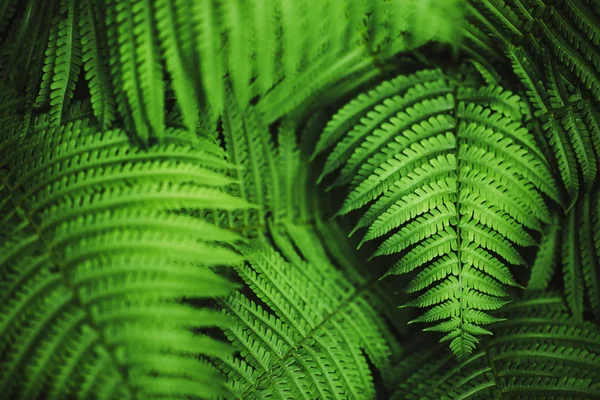 Perfekt Naturligt Ormbunksmönster Vacker Bakgrund Gjord Med Unga Gröna Ormbunksblad — Stockfoto