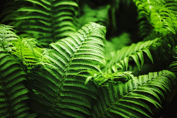 Perfekt Naturligt Ormbunksmönster Vacker Bakgrund Gjord Med Unga Gröna Ormbunksblad — Stockfoto