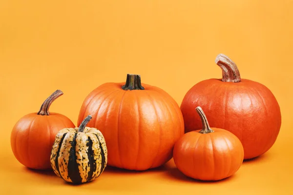 Grupo de calabazas sobre fondo amarillo — Foto de Stock