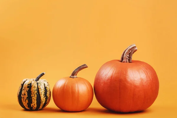 Grupo Hermosas Calabazas Sobre Fondo Amarillo Otoño Lugar Para Texto — Foto de Stock