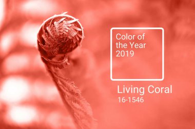 Genç fern Bahar, spiral yakın çekim