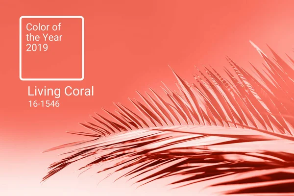 Coral Vivo Cor Ano 2019 Principal Tendência Conceito Natural Autêntico — Fotografia de Stock