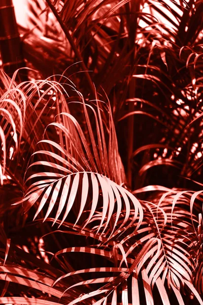 2019 年のサンゴの色を住んでいます メイン トレンド自然と本格的な概念 — ストック写真