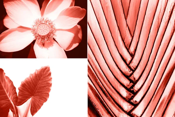 Collage Creativo Color Coral Vivo Concepto Tendencia Principal Humor Natural —  Fotos de Stock