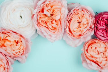 Arka plan güzel gül yaptı. Yıl 2019 - yaşayan mercan rengini tarafından Ispired.