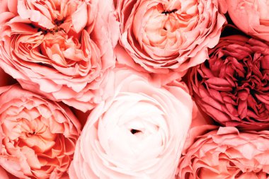 Arka plan güzel gül yaptı. Yıl 2019 - yaşayan mercan rengini tarafından Ispired.