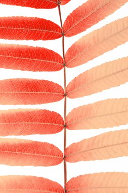 Beyaz arka plan üzerinde izole ailanthus ağacının dalını.