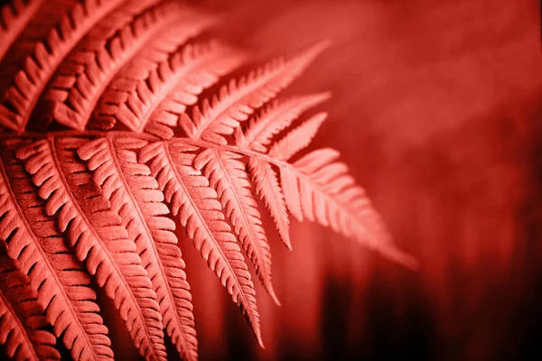 Beautiful Fern Leaves Foliage Natural Floral Fern Background Living Coral — Stock Photo, Image