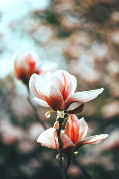 Coral Magnolia Flores Com Fundo Azul Céu Conceito Cor 2019 — Fotografia de Stock