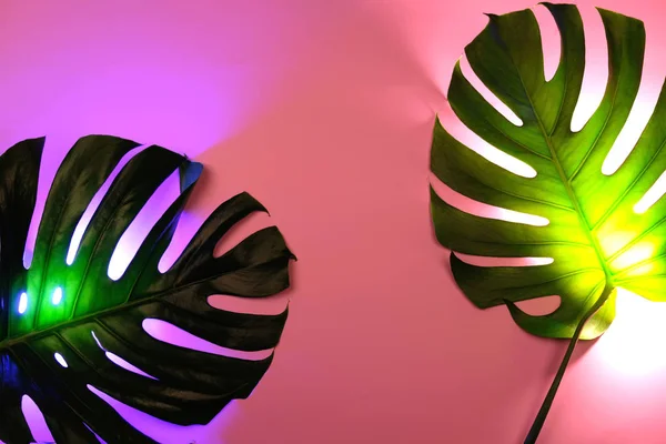 Zwei grüne Monsterblätter auf rosa Hintergrund mit kreativer Neon-Hintergrundbeleuchtung. — Stockfoto