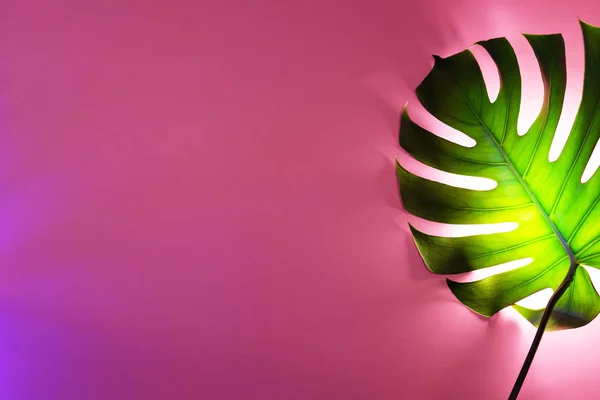 特別なネオンバックライトとピンクの背景に緑のモンスターの葉. — ストック写真