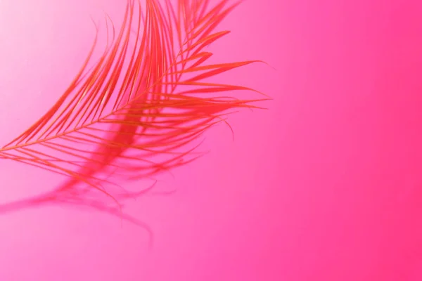 明亮的粉红色背景上的棕榈叶阴影. — 图库照片