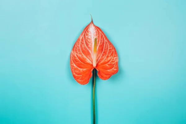 Schöne tropische Korallen Anthurium Blume auf blauem Pastell Hintergrund. — Stockfoto