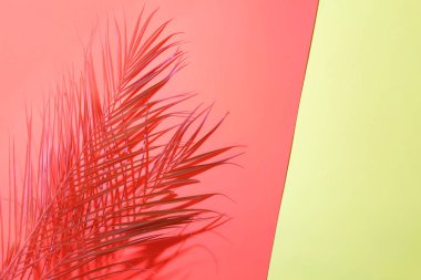 Tropikal palmiye mercan ve mavi arka plan üzerinde arka ışık yaprakları.