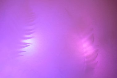 Trendy duotone neon backlight tropikal palmiye yaprakları gölgeler.