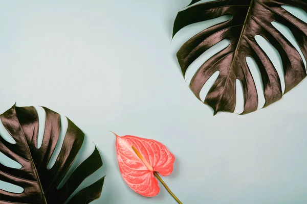 Tropické listy s anduriem na modrém pozadí. — Stock fotografie