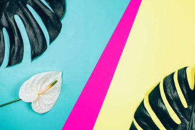 Tropikal antoryum çiçek ve monstera parlak renkli arka plan üzerinde yaprakları.