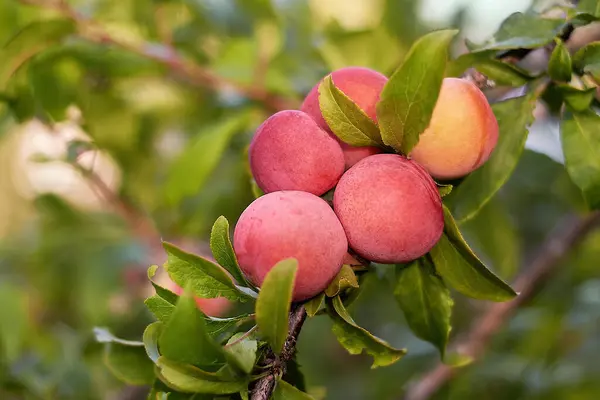 Ağaçta olgun kiraz erikleri. Meyve ağacı. Mevsimlik hasat.
