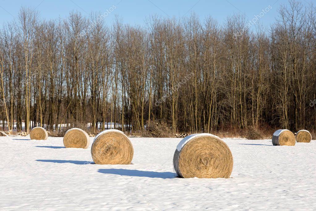 Hay Bales in a Winter Field