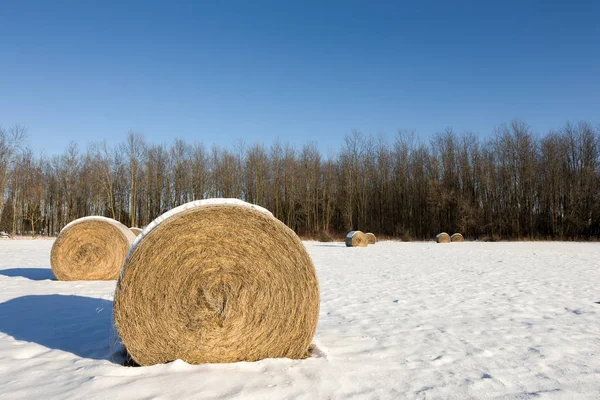 冬のフィールドで干し草の俵 ストック画像
