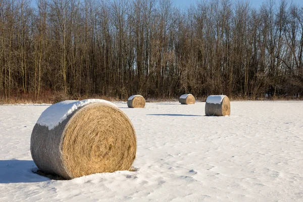 Las balas de heno en un campo de invierno — Foto de Stock