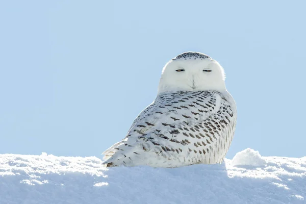雪猫头鹰看相机在雪 — 图库照片
