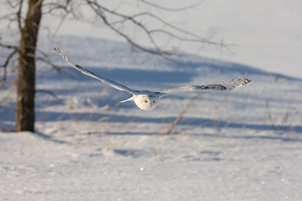 雪のフィールドの上に低く飛んでいる雪のフクロウ — ストック写真