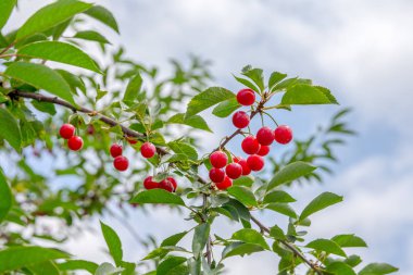 Olgun kirazlar ağaçta