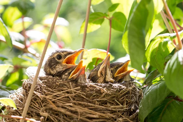 Four Baby Birds in a Nest — Stock Photo, Image