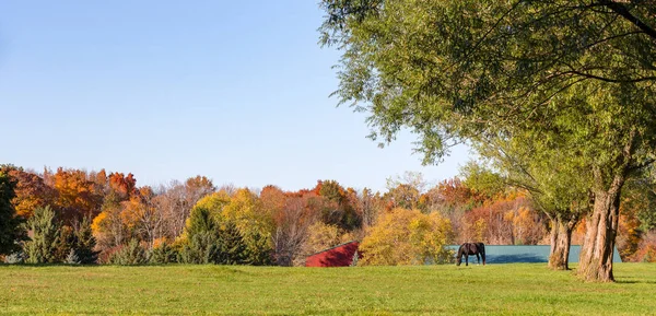 放牧馬とコピースペースを持つ牧歌的な牧草地のパノラマ — ストック写真