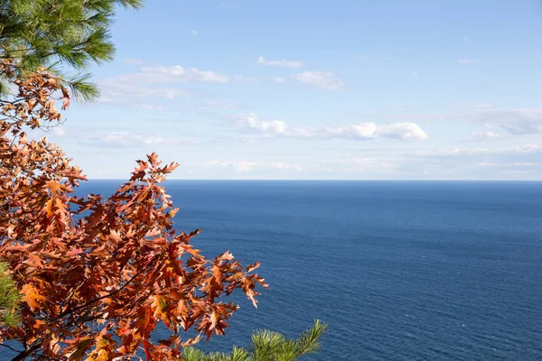 Ağaçlar tarafından çerçeveli su ufuk üzerinde gökyüzü