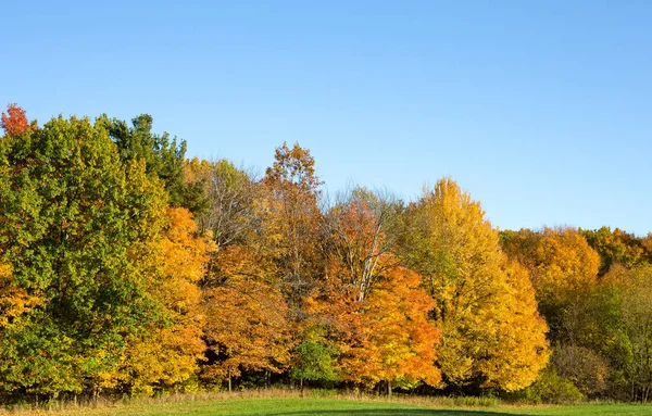 Herbst farbige Bäume mit Kopierraum — Stockfoto