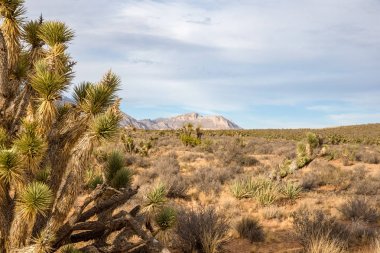 Copy Space ile Çöl Arka Planı