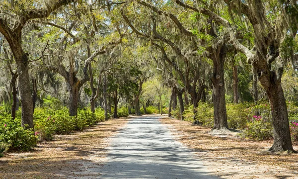 Covered Rural Road in the American South — Stock Photo, Image