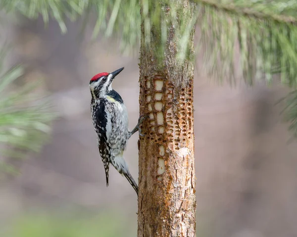 Woodpecker pro kontrolu děr ve stromu — Stock fotografie