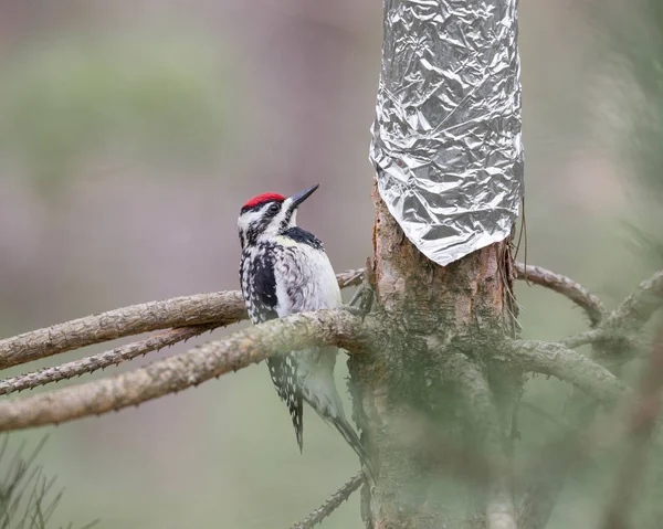 Woodpecker Inspecting Tin Foil Wrapped Tree